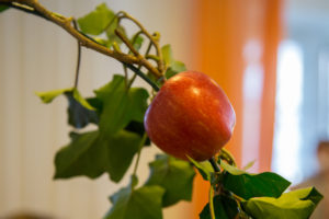 Palmbaumbinden und Palmsonntag